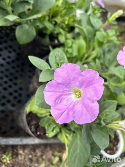 Петуния ампельная