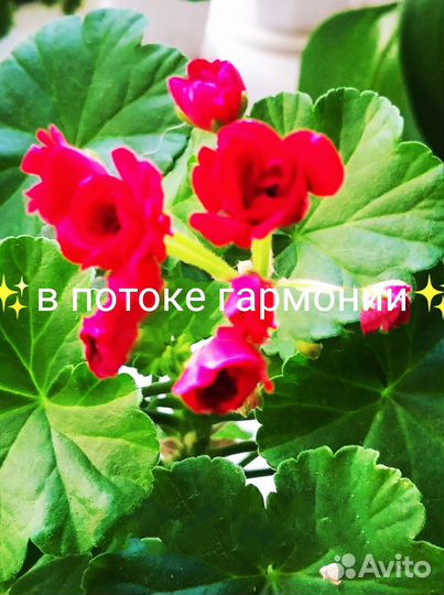 Герань, пеларгония (красная, розовая И алая)