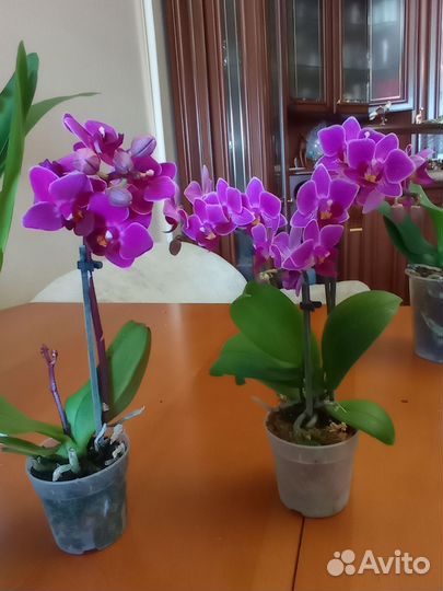 Орхидея фаленопсис мини 2-3 цветоноса