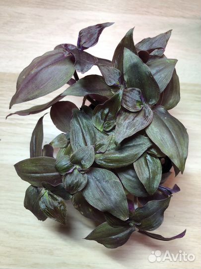 Традесканция