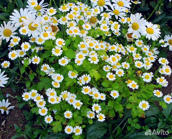 Белые цветы для сада - 10 многолетников