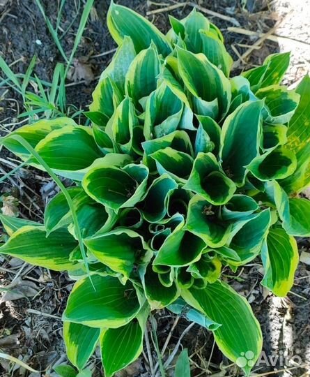 Хоста растение