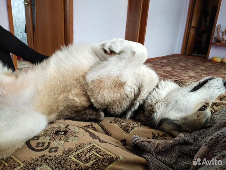 Передержка кошек в домашних условиях