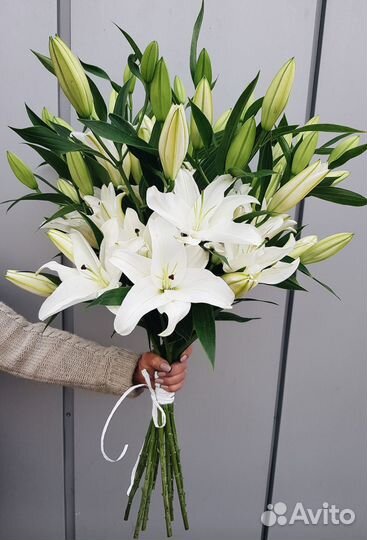 Лилия. Цветы. Букеты. Доставка