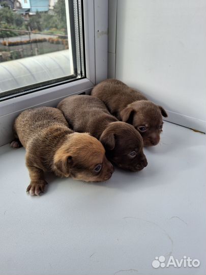 Мини той-терьер