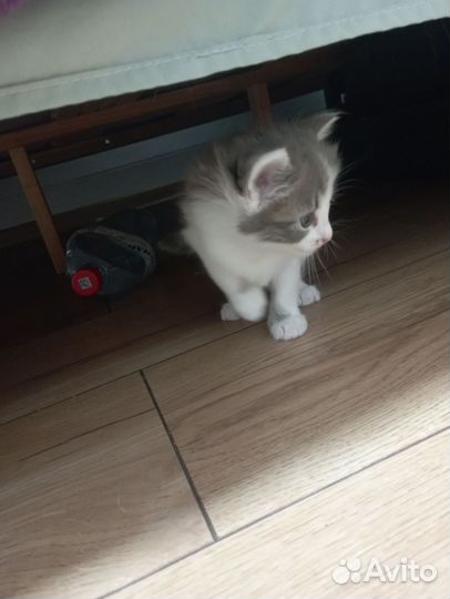 Кошка в дар