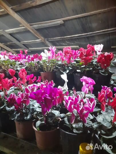 Цикломен-Тюльпан