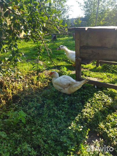 Мускусные утки