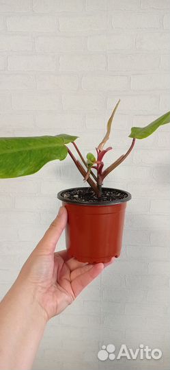 Филодендрон Медуза в горшке 0.5 л