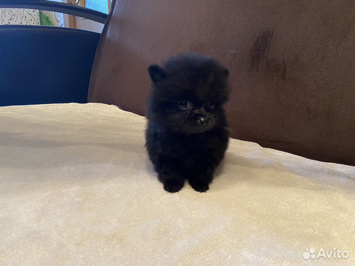 Щенки шпица