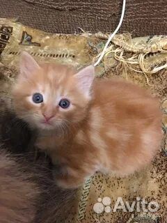 Прелестные котики