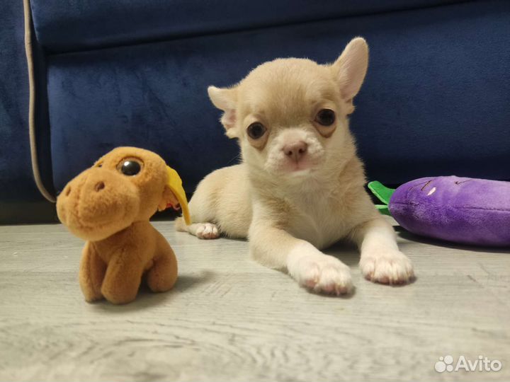 Щенки чихуахуа РКФ