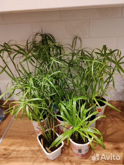 Циперус (кошачья пальма)