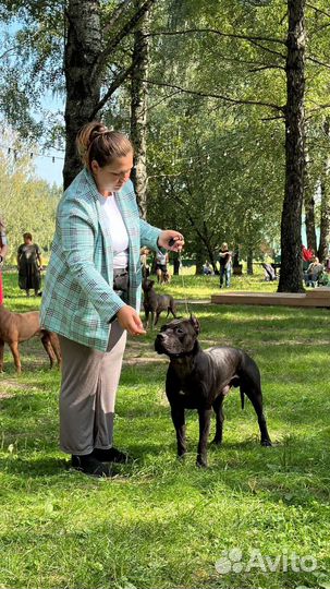 Подготовка к выставке, хендлер, дрессировка