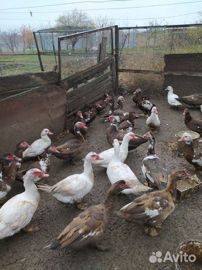 Индоутка домашняя