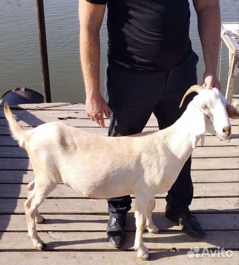 Дойная коза и покрытые козы