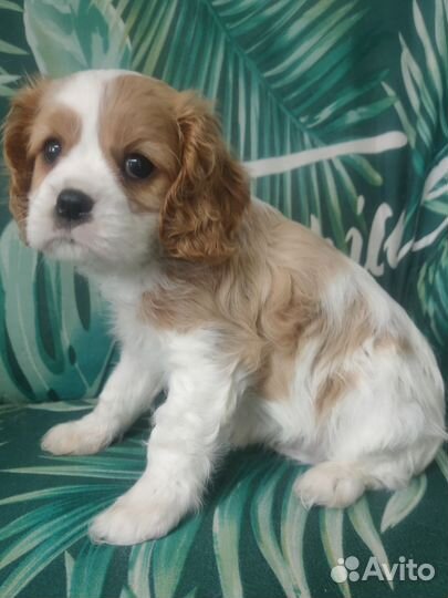 Девочка кавалерка