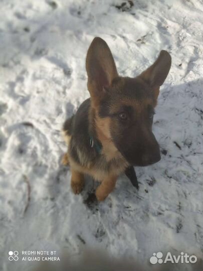 Услуги кинолога