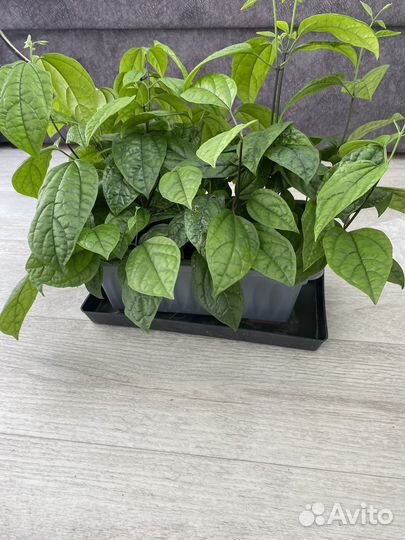 Клеродендрум