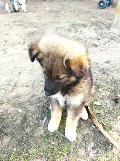 Щенки (девочки)в добрые руки отдам бесплатно