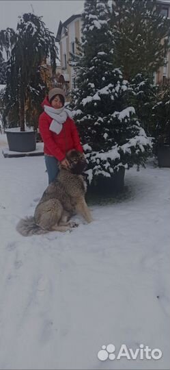 Домработница с проживанием