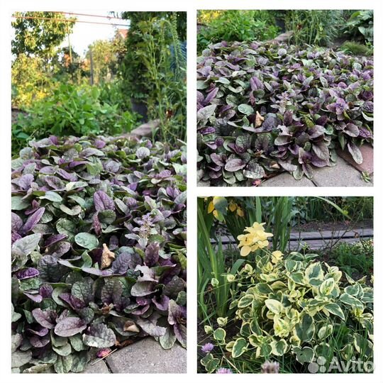 Цветы для сада