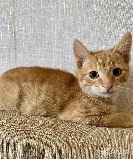 Рыжий котенок мальчик очень хочет домой