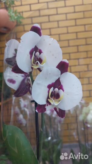 Орхидея фаленопсис
