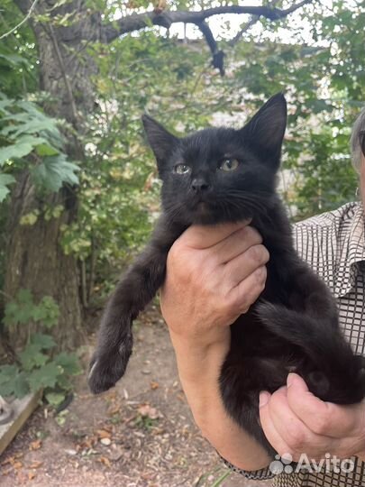 Котенок мальчик в добрые руки