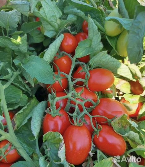 Помидоры