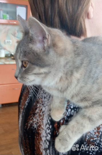 Котенок в добрые руки