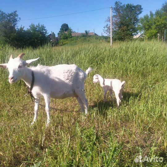 Козы