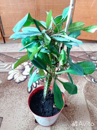 Молочай гребенчатый