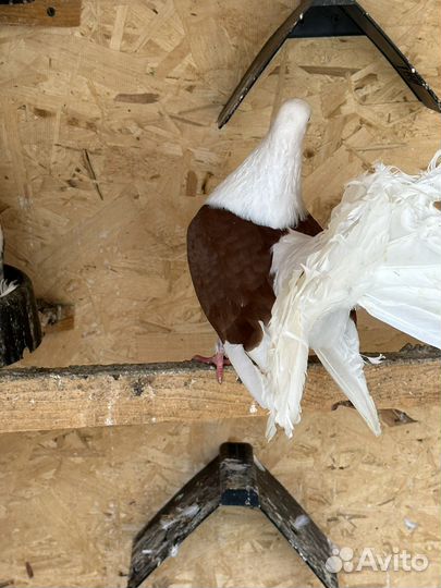 Голуби павлины