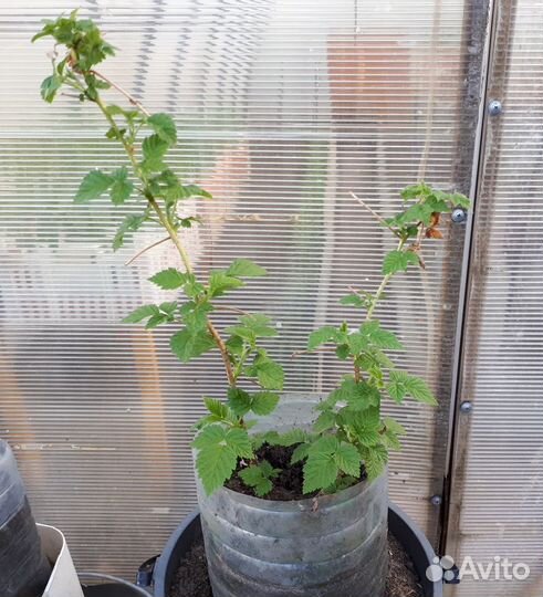 Малина ремонтантная саженцы