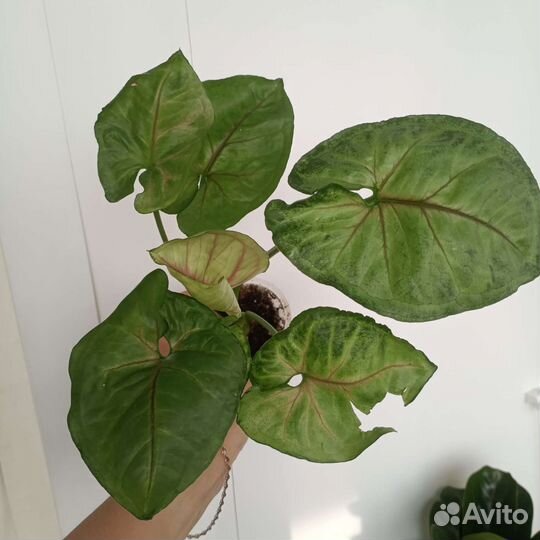 Сингониумы