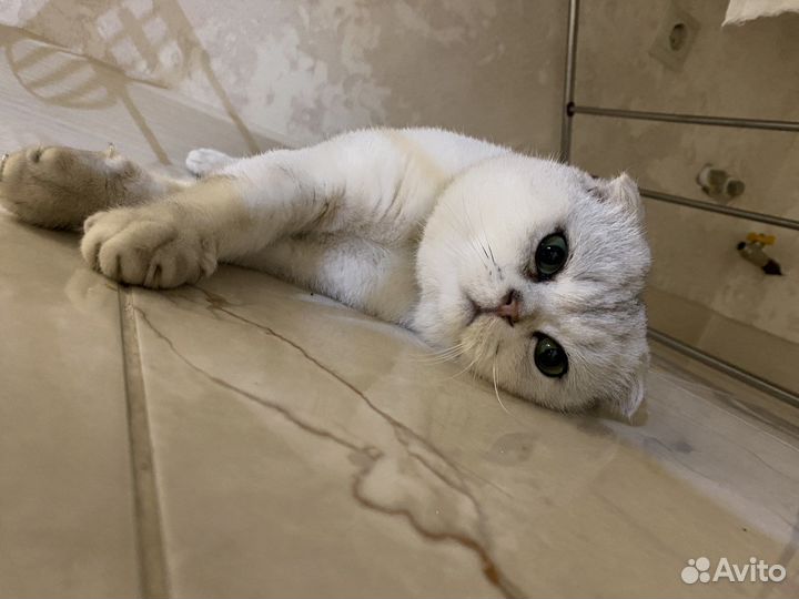 Шотланский кот