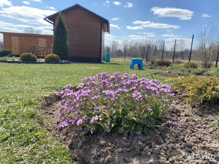 Арабисы, Тимьян, Мыльнянка, Астильбы