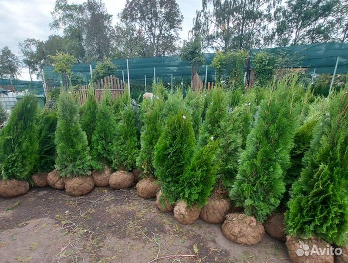Туя 130 см