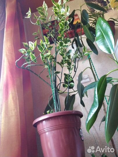 Цветок для дома