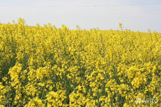 Горчица Желтая, семена от производителя