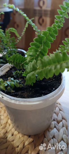 Нефролепис