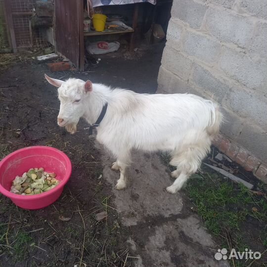 Продам козлика