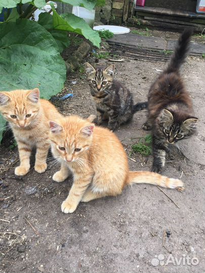 Котята в добрые руки