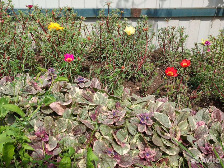 Живучка Бургунди Глоу