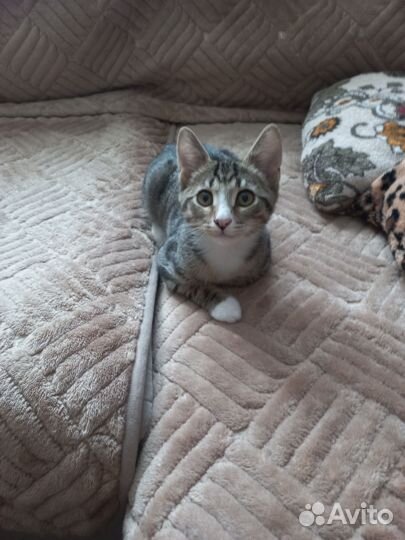 Котенок мальчик в добрые руки