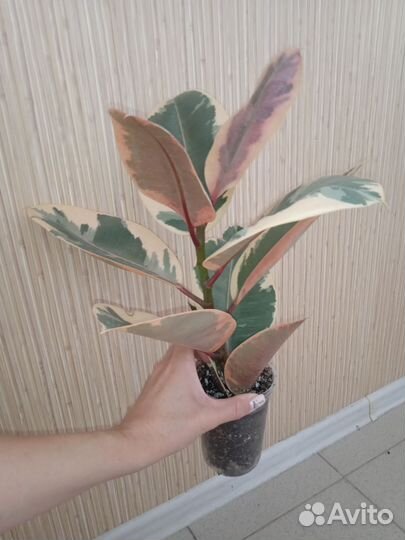 Фикус эластика белиз