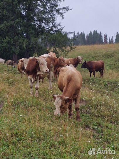 Продажа крс