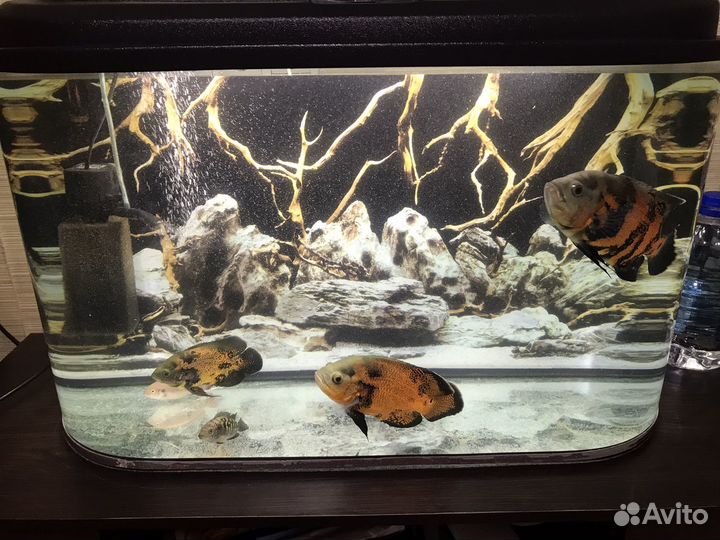 Аквариум