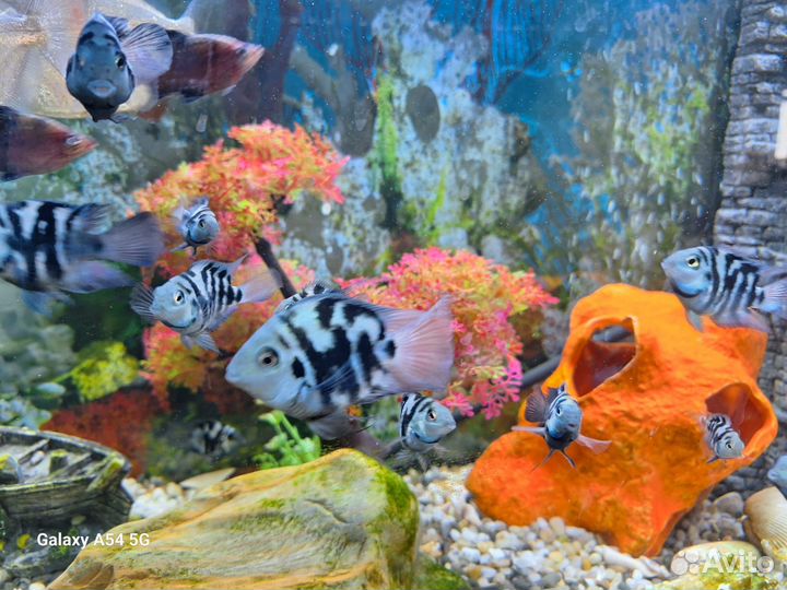 Молодые рыбки гибридные попугаи панда